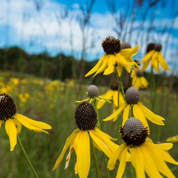 Close-up image of yellow Gray Cone Flower.
